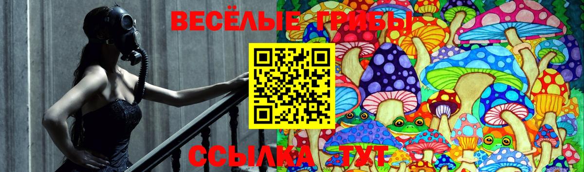 Псилоцибиновые грибы Psilocybine cubensis Россия